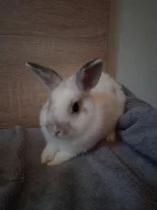 králíčci