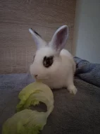 králíčci