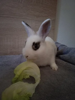 králíčci