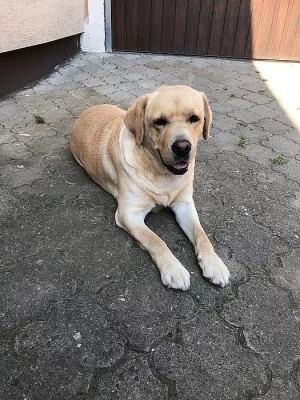 Krytí labrador