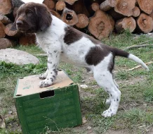 Německý dlouhosrstý ohař s P