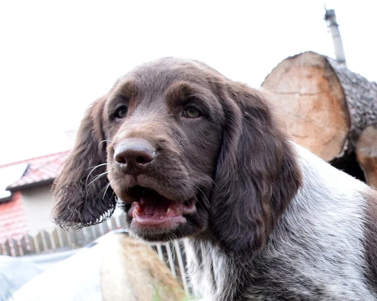 Německý dlouhosrstý ohař s P