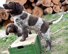 Německý dlouhosrstý ohař s P