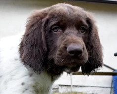 Německý dlouhosrstý ohař s P