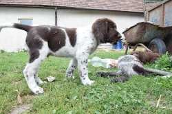 Německý dlouhosrstý ohař s P