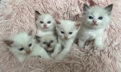 Ragdoll koťátka