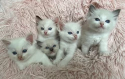 Ragdoll koťátka