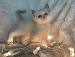 Ragdoll koťátka