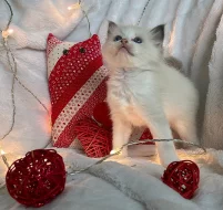Ragdoll koťátka