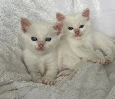 Ragdoll koťátka