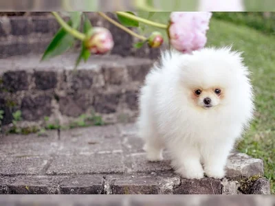 Něm. špic Pomeranian - pejsek