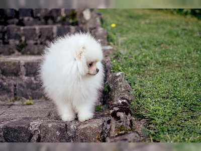 Něm. špic Pomeranian - pejsek