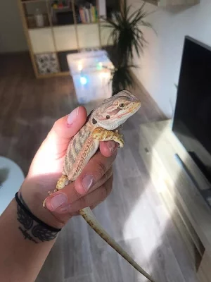 Agama vousatá - mláďata z vlastního chovu