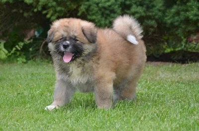 Akita inu pejsek nestandardní s průkazem původu