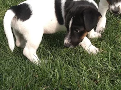 Jack Russel teriér JRT