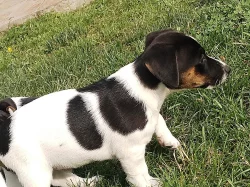 Jack Russel teriér JRT