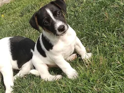 Jack Russel teriér JRT