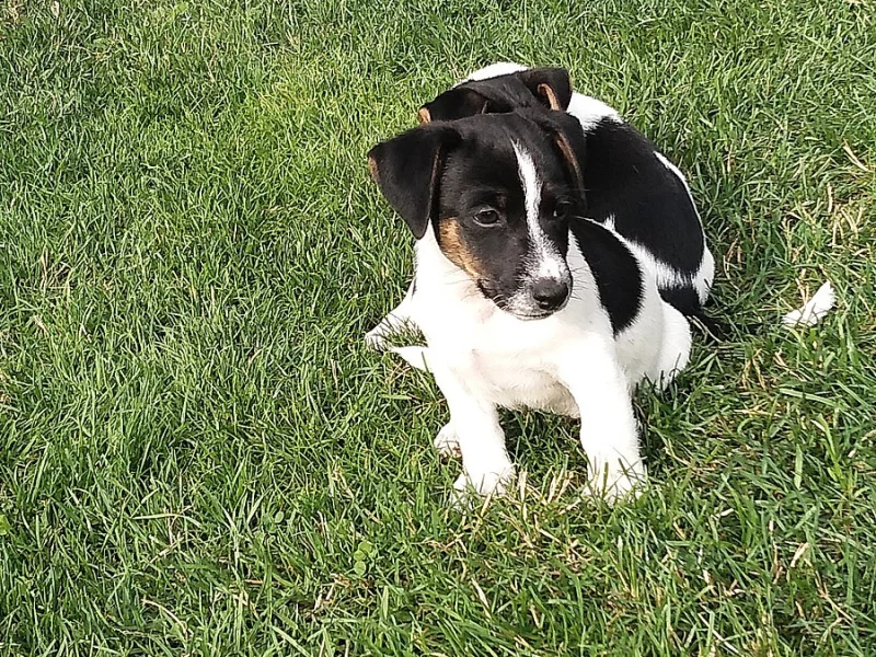 Jack Russel teriér JRT