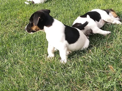 Jack Russel teriér JRT