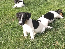 Jack Russel teriér JRT
