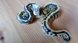 Prodám krajtu královskou - vlastní odchov