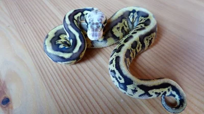 Prodám krajtu královskou - vlastní odchov