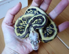 Prodám krajtu královskou - vlastní odchov