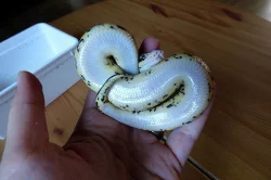 Prodám krajtu královskou - vlastní odchov