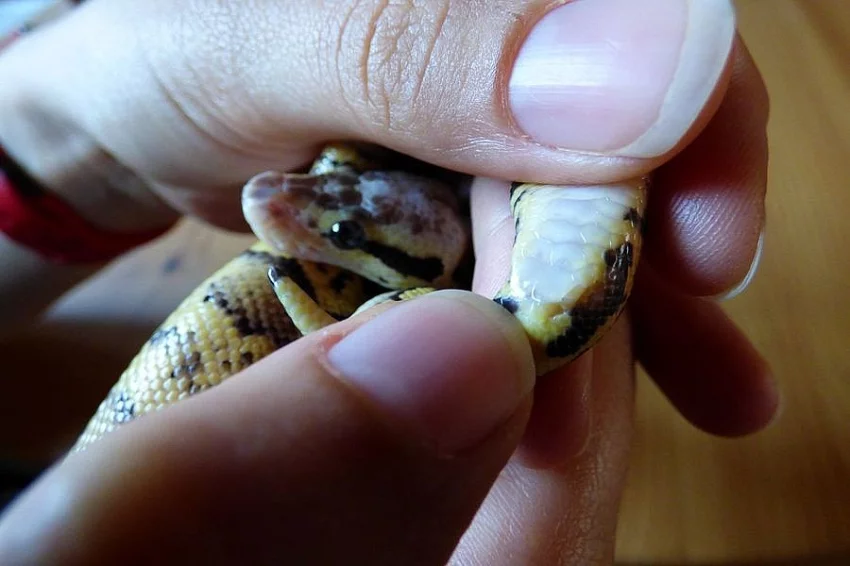 Prodám krajtu královskou - vlastní odchov