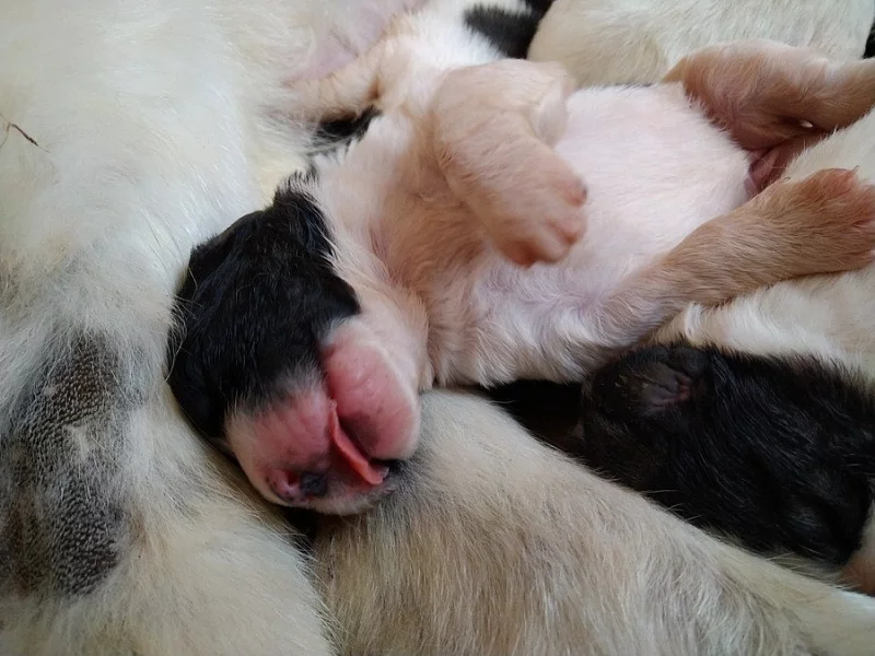 Nabízíme štěňátka pyrenejského mastina