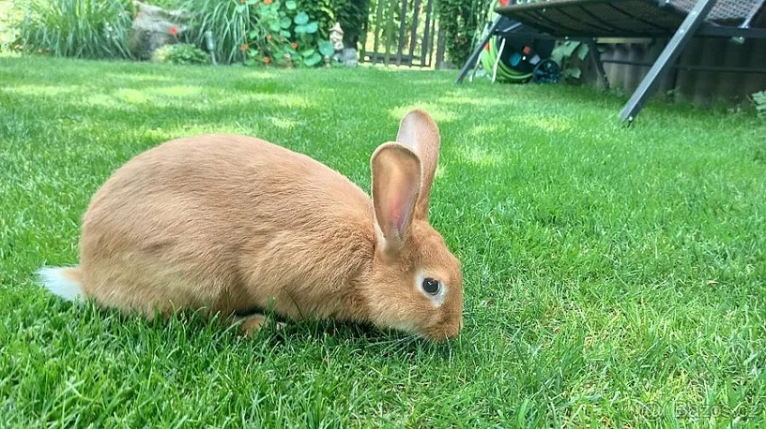 Burgundský králík