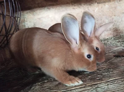 Burgundský králík