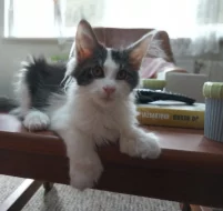 Maine coon, Mainská mývalí koťátka