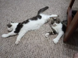 Maine coon, Mainská mývalí koťátka