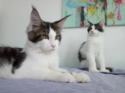 Maine coon, Mainská mývalí koťátka