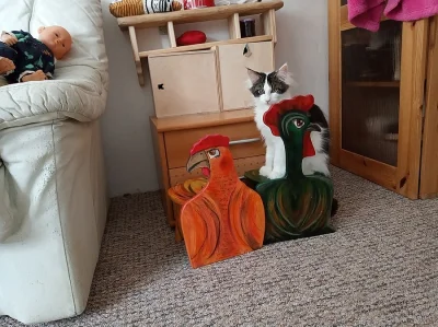 Maine coon, Mainská mývalí koťátka