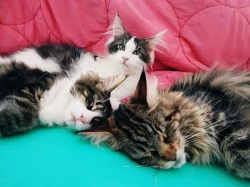 Maine coon, Mainská mývalí koťátka