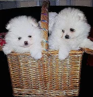 Německý špic trpasličí, Pomeranian