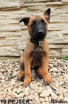 Belgický ovčák malinois - štěňátka s PP k odběru