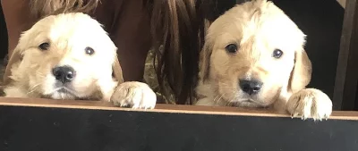 Prodáme štěňátka Zlatého Retrívra bez PP