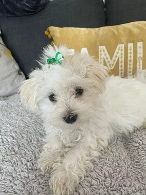 Rozkošná vynikající maltská štěňátka