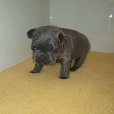 Francouzský buldoček