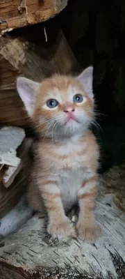 Rezavá koťata - holčíčky