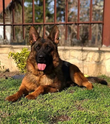 Německý ovčák rexová štěňátka s PP