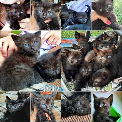 Vymazlená koťata mírné povahy a velice učenlivá