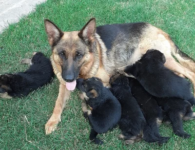 Německý ovčák-štěňata