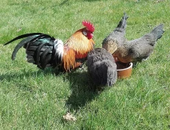 Prodám letošní holandské zakrslé zlatokrké.