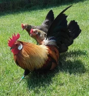 Prodám letošní holandské zakrslé zlatokrké.