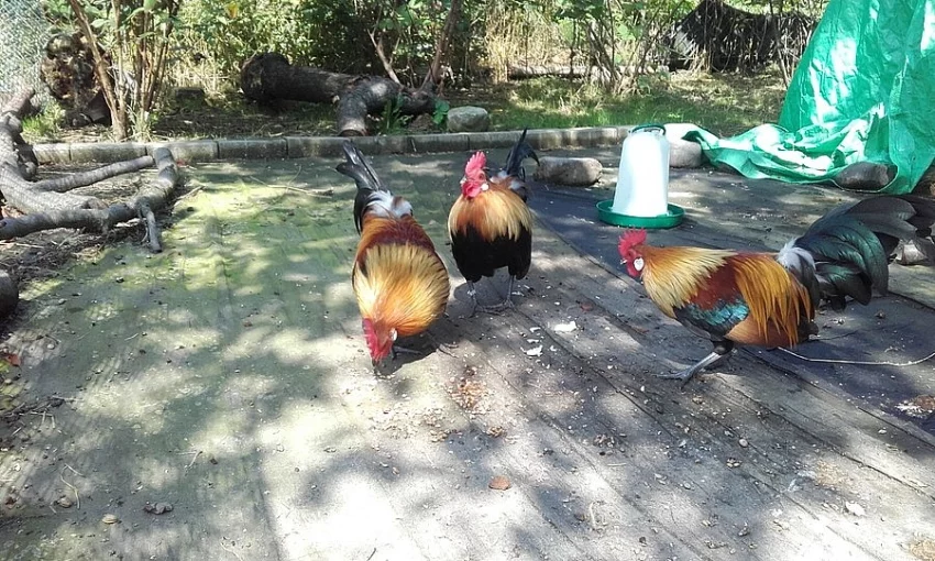 Prodám letošní holandské zakrslé zlatokrké.