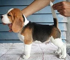 štěňata beagle